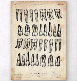 Codex Anatomicus Dental Anatomy^Teeth chart art print