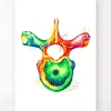 Codex Anatomicus Skull & Skeleton^Thoracic vertebra - Watercolor splash