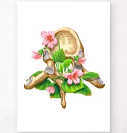 Codex Anatomicus Skull & Skeleton^Thoracic vertebrae - Floral - White