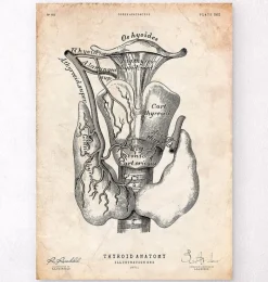 Codex Anatomicus Various Organs^Thyroid anatomy art print