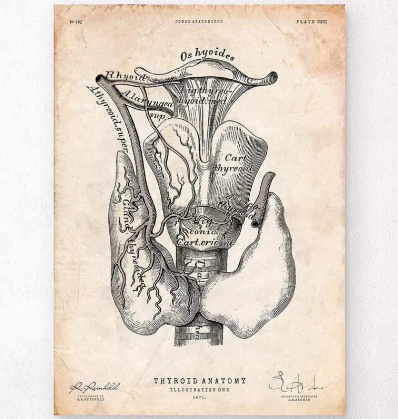 Codex Anatomicus Various Organs^Thyroid anatomy art print