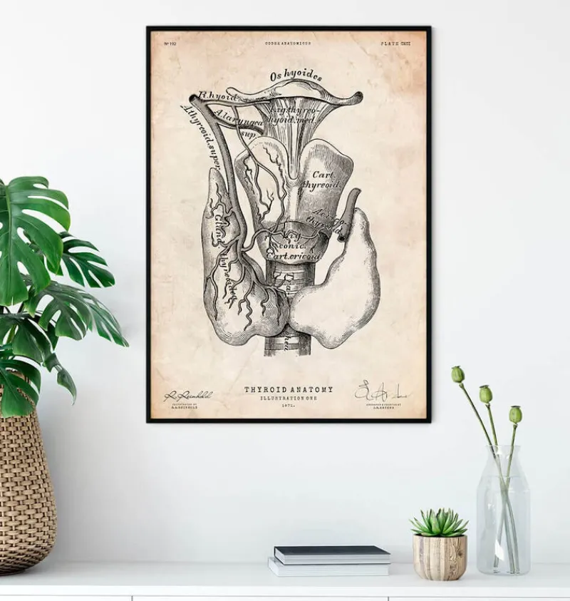 Codex Anatomicus Various Organs^Thyroid anatomy art print