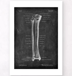Codex Anatomicus Skull & Skeleton^Tibia & Fibula - Chalkboard