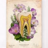 Codex Anatomicus Dental Anatomy^Tooth anatomy - Floral - Vintage