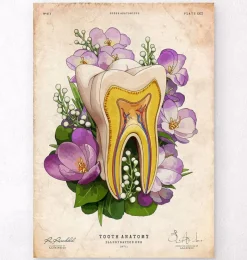 Codex Anatomicus Dental Anatomy^Tooth anatomy - Floral - Vintage