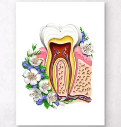 Codex Anatomicus Dental Anatomy^Tooth anatomy II - Floral - White