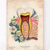 Codex Anatomicus Dental Anatomy^Tooth anatomy II - Floral - Vintage