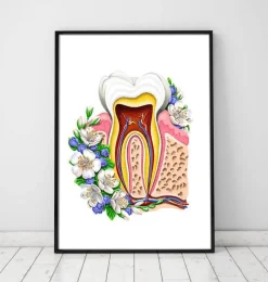 Codex Anatomicus Dental Anatomy^Tooth anatomy II - Floral - White