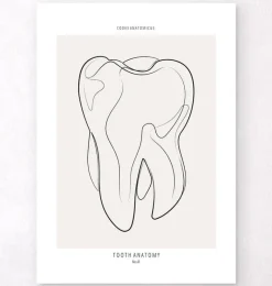 Codex Anatomicus Dental Anatomy^Tooth anatomy II - Line Art