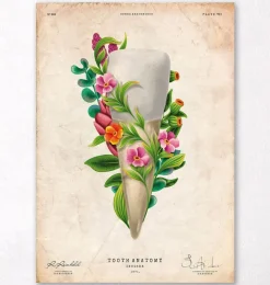 Codex Anatomicus Dental Anatomy^Tooth anatomy III - Floral - Vintage