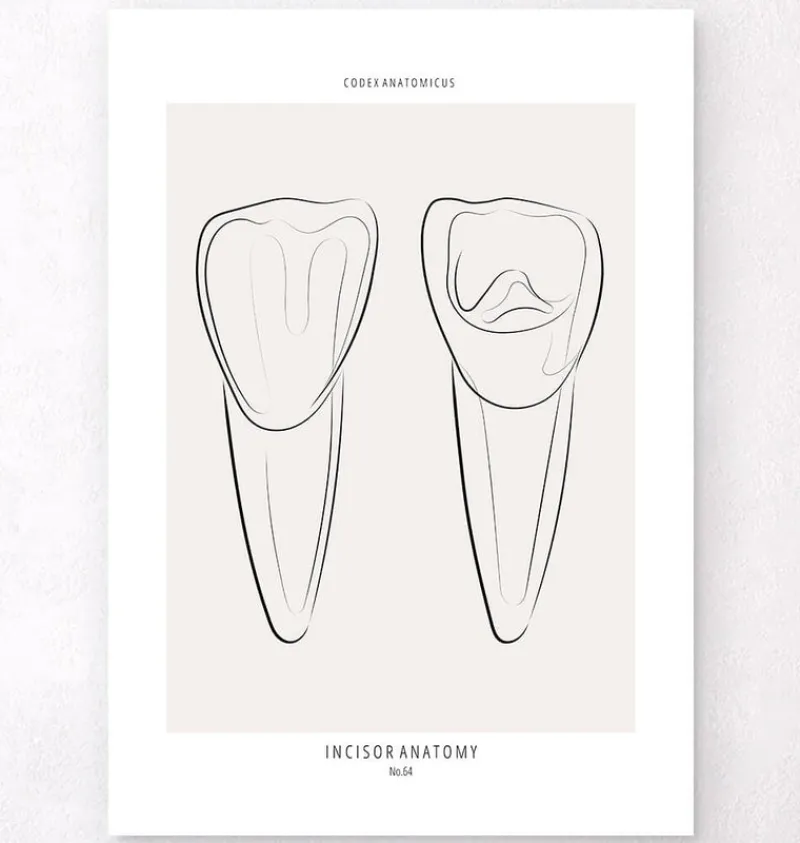 Codex Anatomicus Dental Anatomy^Tooth anatomy III - Line Art