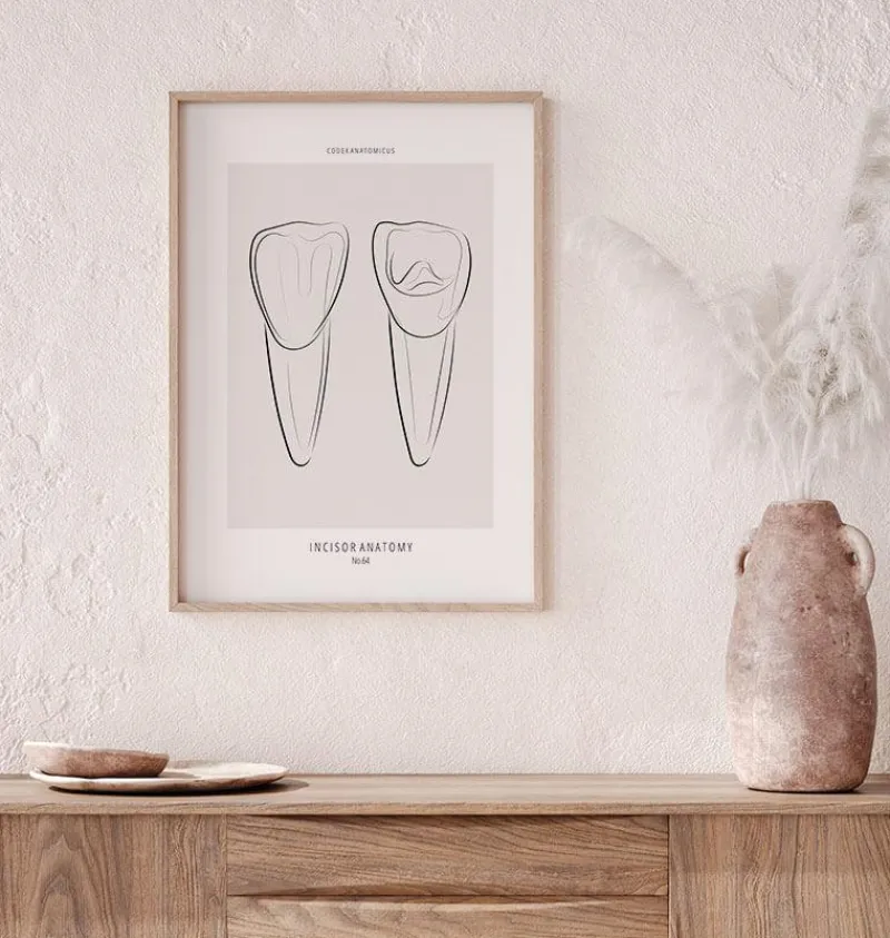 Codex Anatomicus Dental Anatomy^Tooth anatomy III - Line Art