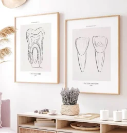 Codex Anatomicus Dental Anatomy^Tooth anatomy III - Line Art