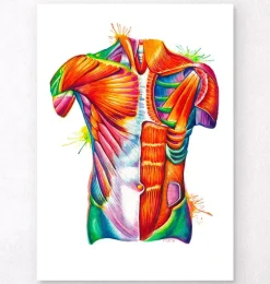 Codex Anatomicus Full Body Anatomy^Torso anatomy art - Watercolor splash