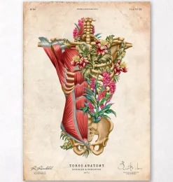 Codex Anatomicus Full Body Anatomy^Torso muscles & bones - Floral - Vintage
