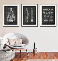 Codex Anatomicus Skull & Skeleton^Types of vertebrae - Chalkboard