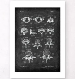 Codex Anatomicus Skull & Skeleton^Types of vertebrae - Chalkboard
