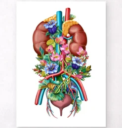 Codex Anatomicus Kidney & Liver^Urinary system - Floral - White