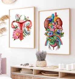 Codex Anatomicus Kidney & Liver^Urinary system - Floral - White