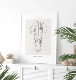 Codex Anatomicus Kidney & Liver^Urinary system anatomy - Line Art
