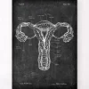 Codex Anatomicus Obstetrics & Gynecology^Uterus anatomy - Chalkboard