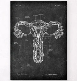 Codex Anatomicus Obstetrics & Gynecology^Uterus anatomy - Chalkboard
