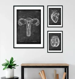 Codex Anatomicus Obstetrics & Gynecology^Uterus anatomy - Chalkboard