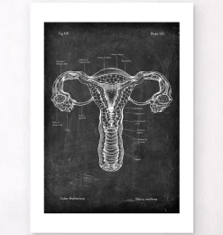 Codex Anatomicus Obstetrics & Gynecology^Uterus anatomy - Chalkboard