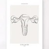 Codex Anatomicus Obstetrics & Gynecology^Uterus anatomy - Line Art