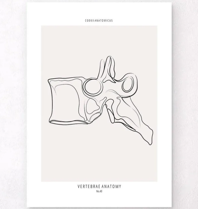 Codex Anatomicus Skull & Skeleton^Vertebrae anatomy - Line Art