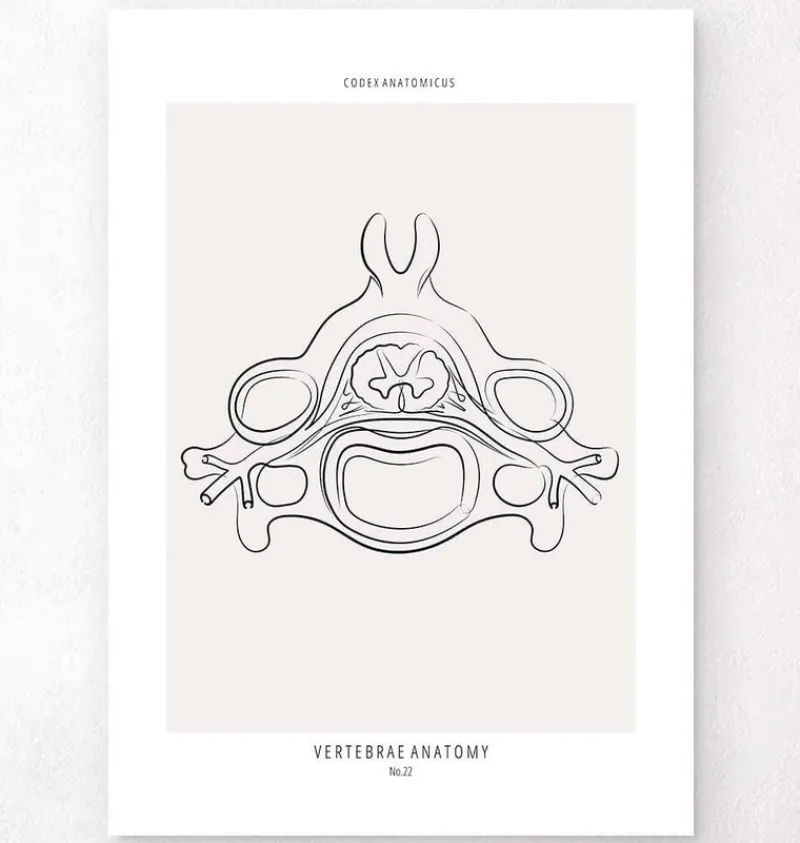 Codex Anatomicus Skull & Skeleton^Vertebrae anatomy II - Line Art