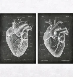 Codex Anatomicus Heart Anatomy^Vintage & Chalkboard Heart anatomy - Set of 5