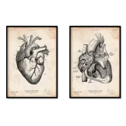 Codex Anatomicus Heart Anatomy^Vintage Heart anatomy - Set of 5