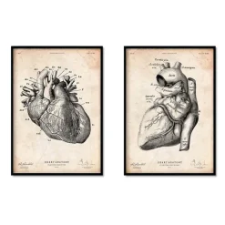 Codex Anatomicus Heart Anatomy^Vintage Heart anatomy - Set of 5
