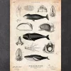 Codex Anatomicus Animal Anatomy^Whale anatomy print