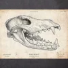 Codex Anatomicus Animal Anatomy^Wolf skull