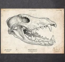 Codex Anatomicus Animal Anatomy^Wolf skull