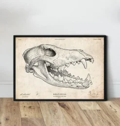 Codex Anatomicus Animal Anatomy^Wolf skull